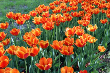 Çok fazla parlak kırmızı ve Sarı Lale