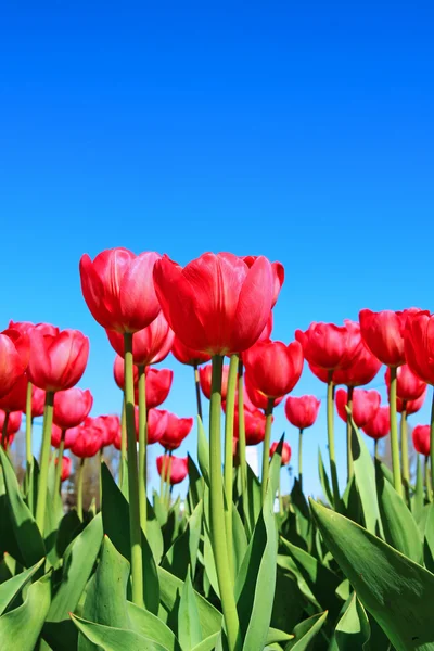Many red tulips in a flowerbed — Stock Photo, Image