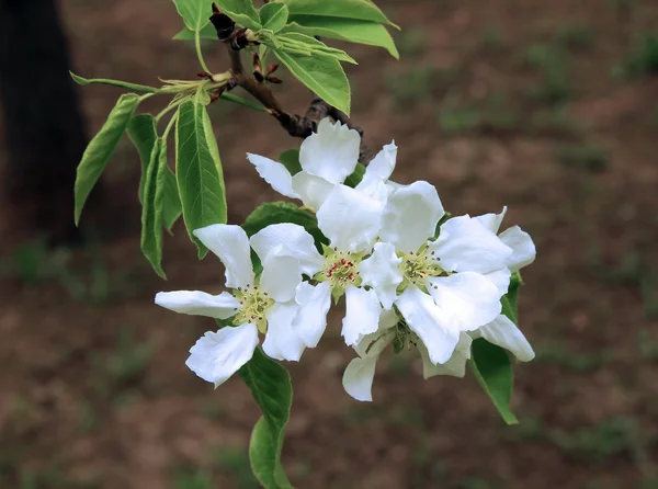 Blommande päron trädgren — Stockfoto