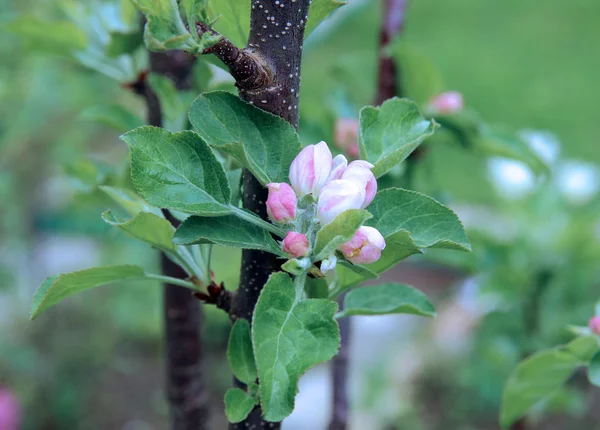 Blossoming apple branch — Stock Photo, Image