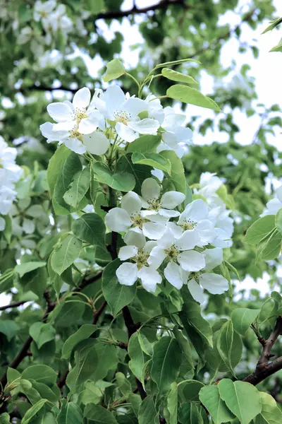 Flowering pear tree branch — Stock Photo, Image