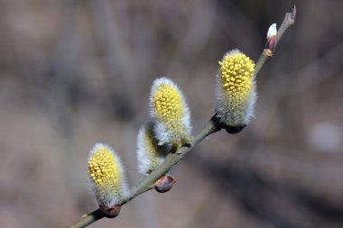 Yeni gelişen bir söğüt dalı