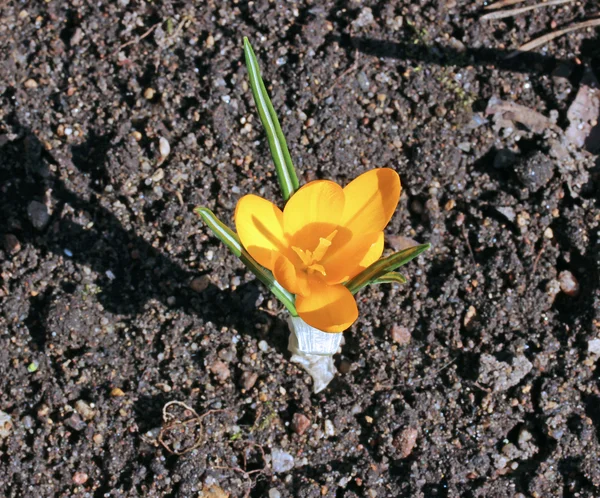 Yellow crocus flower in the garden — Stock Photo, Image