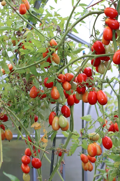 Κόκκινες και πράσινες ντομάτες ωρίμανσης για το Μπους σε ένα θερμοκήπιο — Φωτογραφία Αρχείου