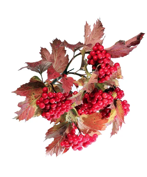 Des grappes rouge vif de baies de Viburnum sur les branches — Photo