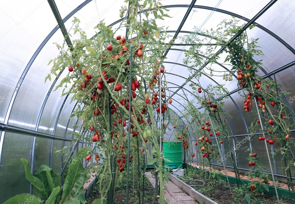 Red and green tomatoes ripening on the bush in a greenhouse
