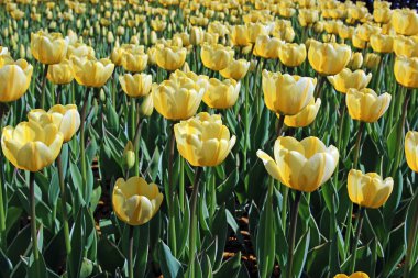 Bir flowerbed birçok Sarı laleler