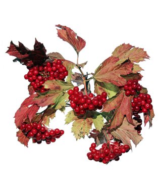 Kartopu çilek TH dalları üzerinde parlak kırmızı kümeleri