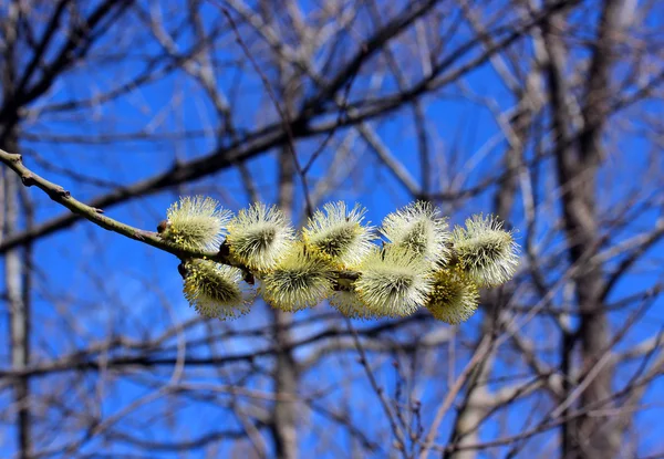 Gren av en blommande willow — Stockfoto