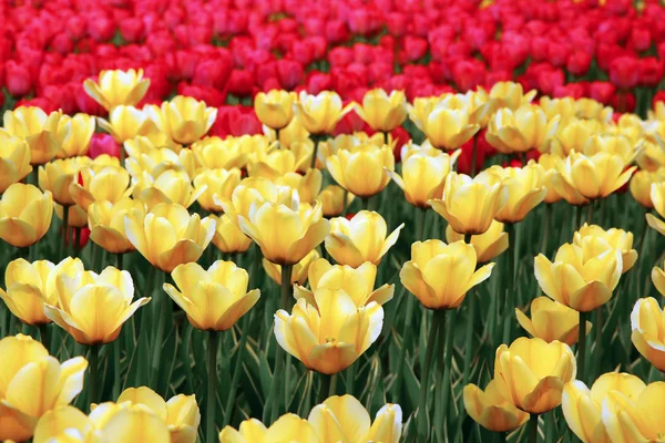 Many yellow tulips in a flowerbed — Stock Photo, Image