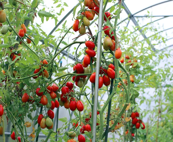 Red and green tomatoes ripening on the bush in a greenhouse — Stock Photo, Image