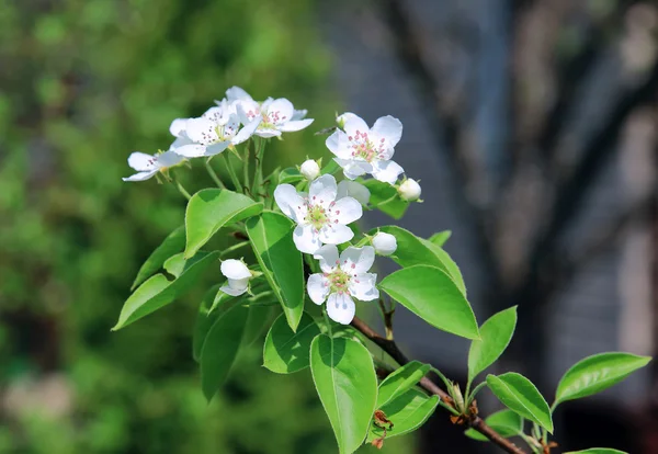 Flowering pear tree branch — Stock Photo, Image