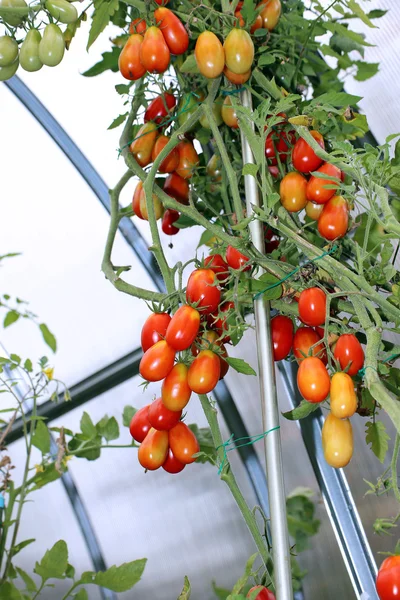 Tomates rojos y verdes madurando en el arbusto en un invernadero — Foto de Stock