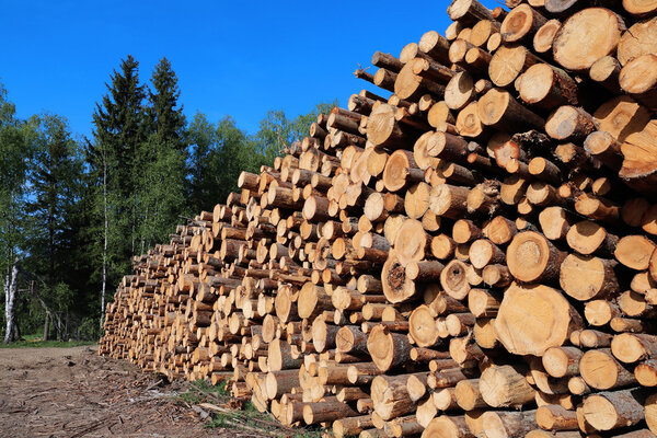 Harvesting timber logs