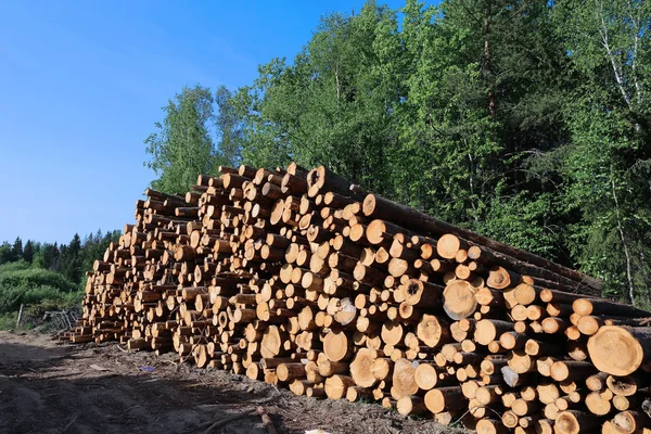 Harvesting timber logs — Stock Photo, Image