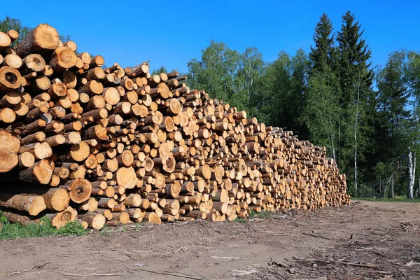 Skörd timmer stockar — Stockfoto