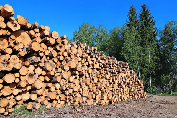 Harvesting timber logs — Stock Photo, Image