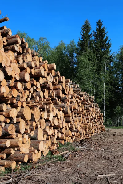 Harvesting timber logs — Stock Photo, Image