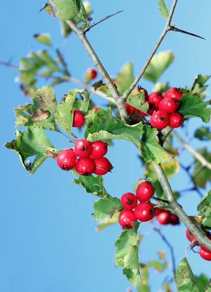 Red hawthorn berries on a branch — Stock Photo, Image