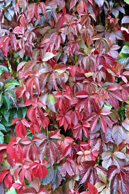arka plandan parlak renkli sonbahar yaprakları