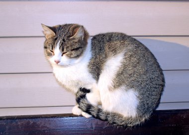 kedi güneşte tadını çıkarma