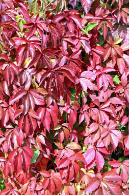 arka plandan parlak renkli sonbahar yaprakları