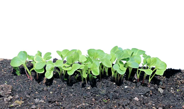 Young seedlings of radishes closeup isolated — Stock Photo, Image