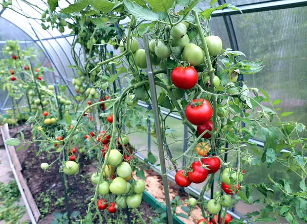 Red and green tomatoes ripening on the bush in a greenhouse — Stock Photo, Image