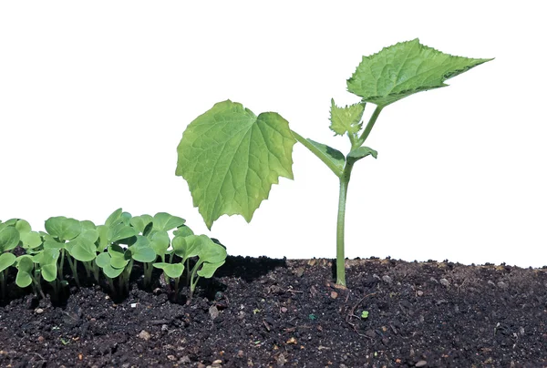 Young seedlings of radishes  and cucumber closeup isolated — Stock Photo, Image