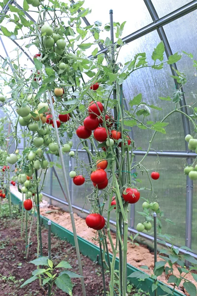 Rote und grüne Tomaten reifen am Strauch in einem Gewächshaus — Stockfoto