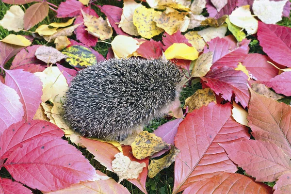 Little forest hedgehog on a background of bright autumn leaves — Stock Photo, Image