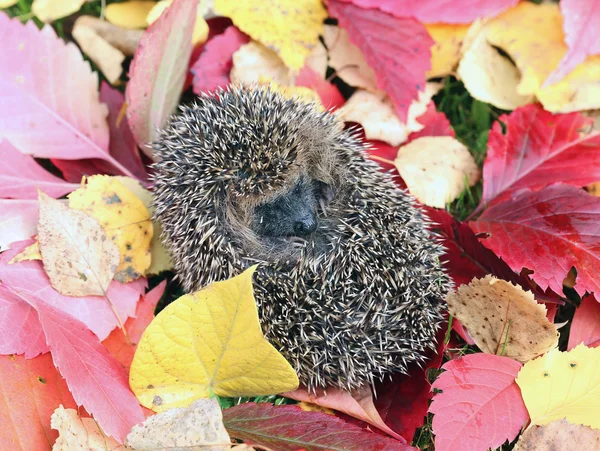 Little forest hedgehog on a background of bright autumn leaves — Stock Photo, Image