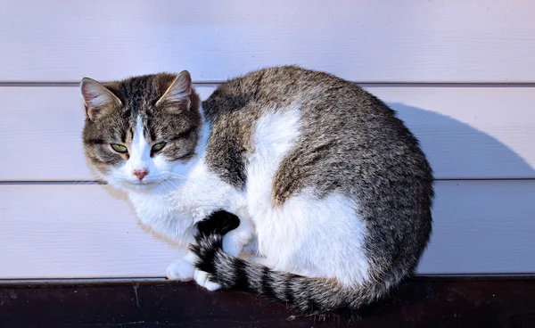 Kat koesteren in de zon — Stockfoto