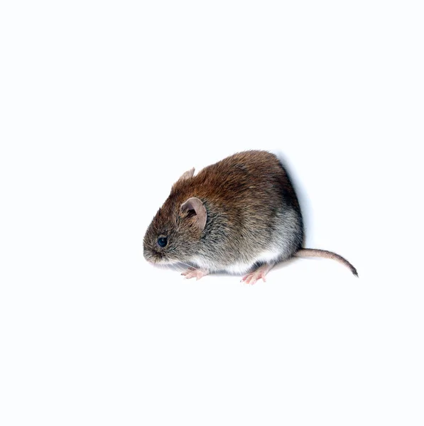 棕色的小老鼠 — 图库照片