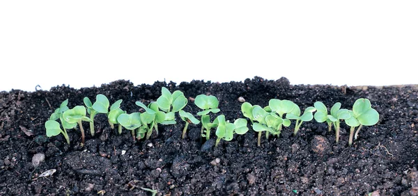 Young seedlings of radishes closeup isolated — Stock Photo, Image