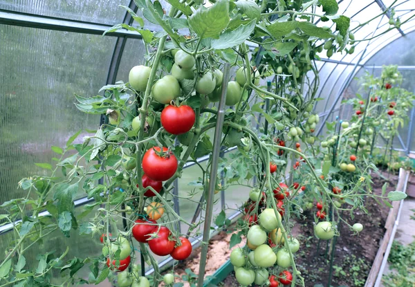 Red and green tomatoes ripening on the bush in a greenhouse — Stock Photo, Image