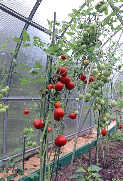 Червоні і зелені помідори, що дозрівають на кущі в теплиці — стокове фото