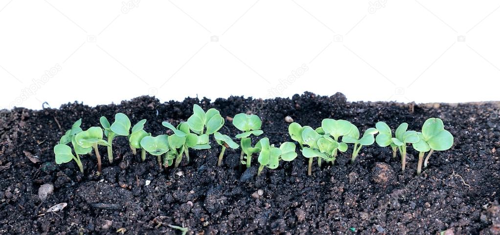 Young seedlings of radishes closeup isolated