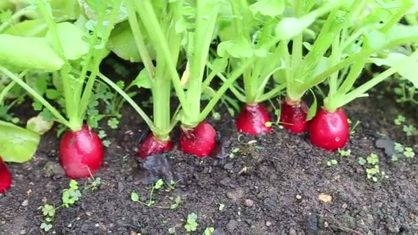 Fresh radish with leaves — Stock Video