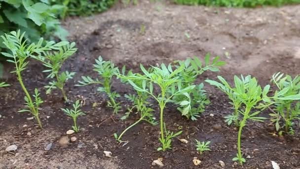 Young plants tagetes which are grown up for seedlings — Stock Video