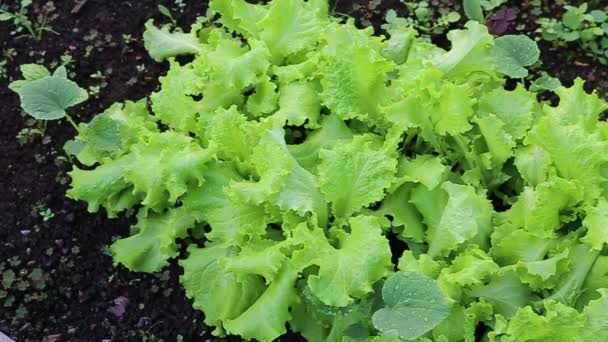 Выращивание салата — стоковое видео