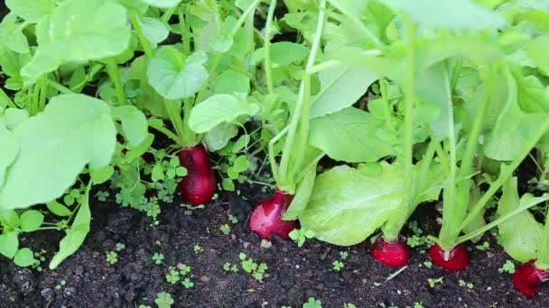 Fresh radish with leaves — Stock Video