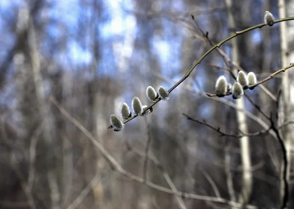 Gren av en blommande willow — Stockfoto