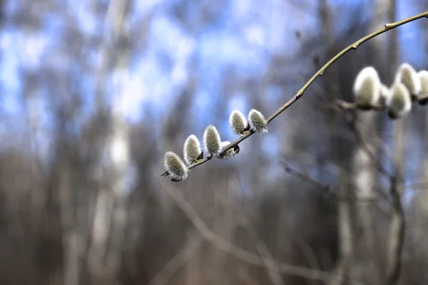 Gren av en blommande willow — Stockfoto