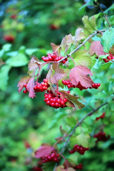 Světlé červené shluky plodů viburnum na větve — Stock fotografie