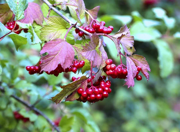 Aglomerados vermelhos brilhantes de bagas de Viburnum nos ramos — Fotografia de Stock