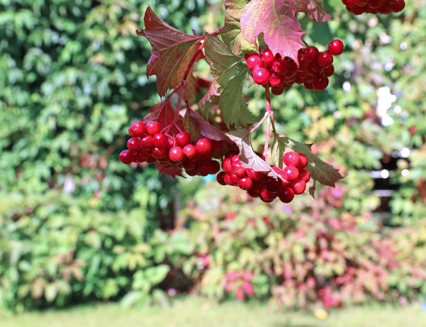 Яскраві червоні кластери ягоди калини на гілках — стокове фото