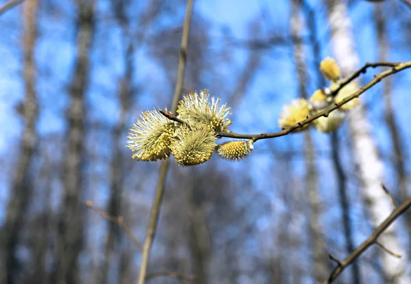 Gren av en blommande willow — Stockfoto