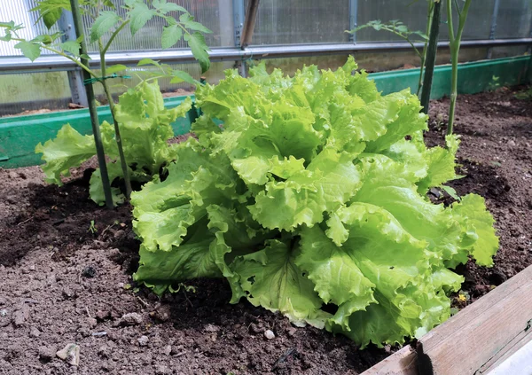 Growing leaves lettuce — Stock Photo, Image