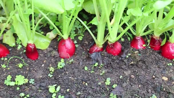 Rábano fresco con hojas — Vídeos de Stock